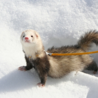 Photo #225660 de Chaussette