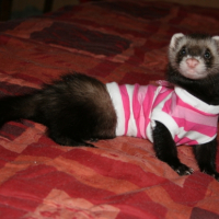 Photo #225662 de Gizmo