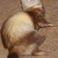 Photo #225665 de Isabelle