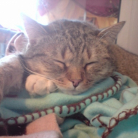 Photo #225683 de Capucine