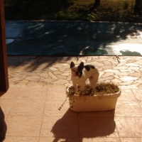 Photo #225697 de Badboy