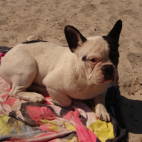 Photo #225701 de Badboy