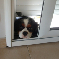 Photo #225740 de Bandit
