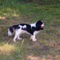 Photo #225744 de Bandit