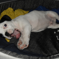 Photo #225768 de Elvis