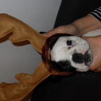 Photo #225771 de Elvis