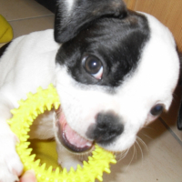 Photo #225780 de Elvis