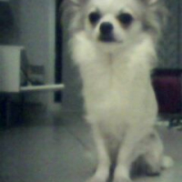 Photo #225791 de Elboy