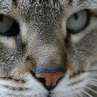 Photo #225806 de Gribouille