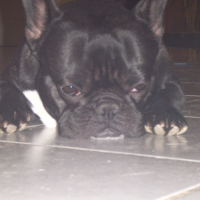 Photo #225862 de Elfie