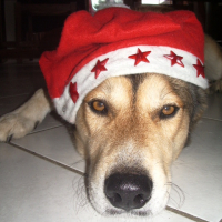 Photo #225867 de Elfie