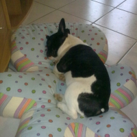 Photo #225869 de Elfie