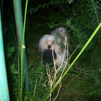 Photo #225887 de Droopy