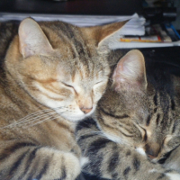 Photo #225951 de Kalisté