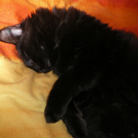 Photo #225977 de Isis