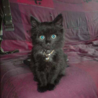 Photo #225980 de Isis