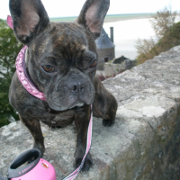Photo #225992 de Chataigne