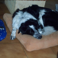 Photo #226033 de Culombu