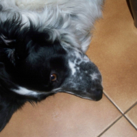 Photo #226036 de Culombu