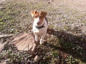SP_A0448 - Jack Russell Terrier
