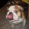 Le Roi des Bulldogs