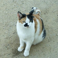 Photo #226059 de Whiskas