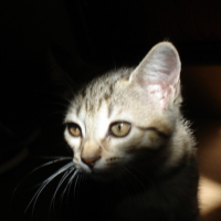 Photo #226062 de Dina