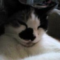 Photo #226063 de Whiskas