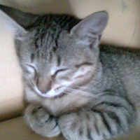 Photo #226065 de Dina