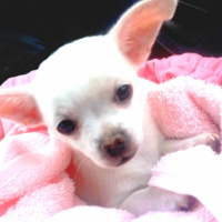 Photo #226081 de Etoile