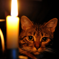 Photo #226083 de Neness