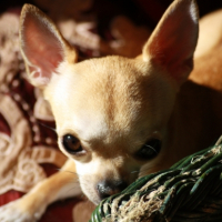 Photo #226119 de Kokillette