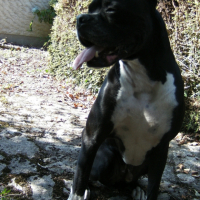 Photo #226158 de Tennessee