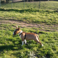 Photo #226167 de Bouba