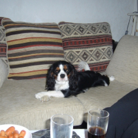 Photo #226197 de Coocky