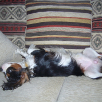 Photo #226198 de Coocky
