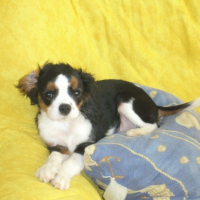 Photo #226199 de Coocky