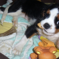 Photo #226200 de Coocky