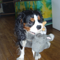 Photo #226201 de Coocky