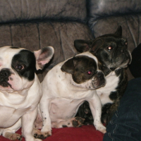 Photo #226237 de Koxie
