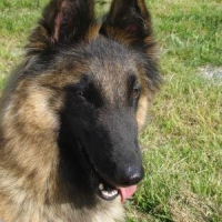 Photo #226240 de Boreal