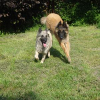 Photo #226263 de Boreal