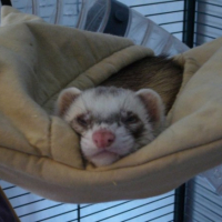 Photo #226329 de Mushu