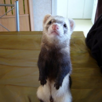 Photo #226331 de Mushu