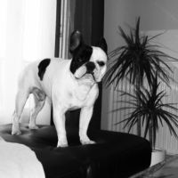 Photo #226348 de Booba