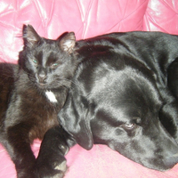 Photo #226391 de Voyou