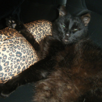 Photo #226392 de Voyou
