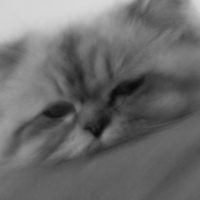 Photo #226420 de Perle