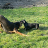 bagarre avec son copain Ruby