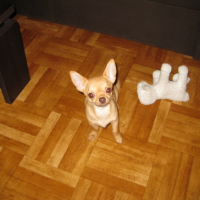 Photo #226454 de Dingo